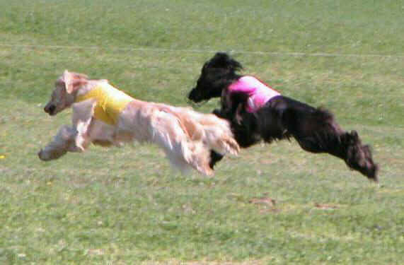 Coursing Nikita & Simon.jpg (32391 bytes)