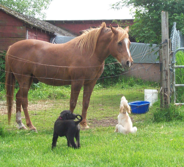 Kayla Meets Jubal.jpg (418049 bytes)