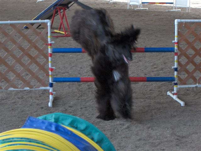 Miranda over jump.jpg (179009 bytes)