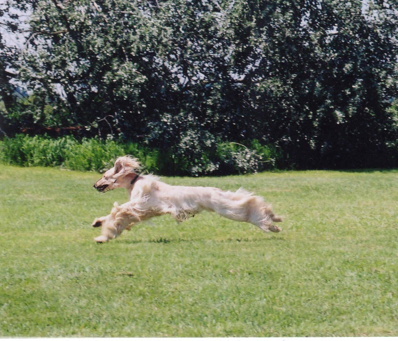 Nikita on Field 2.jpg (356662 bytes)